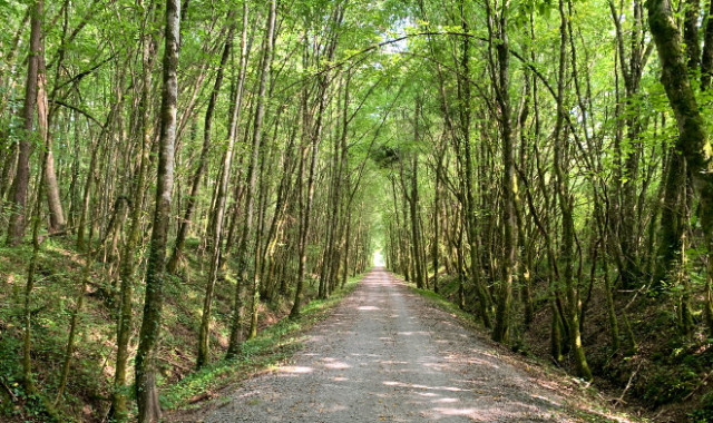 La voie verte entre Saint-Pardoux et Thiviers. Elle permet de faire la route en sécurité et à l’ombre. Elle mesure 18 kilomètres