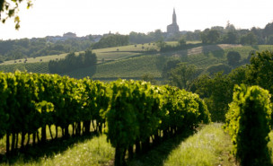 Le vignoble de Cadillac Côtes de Bordeaux vu depuis Haux