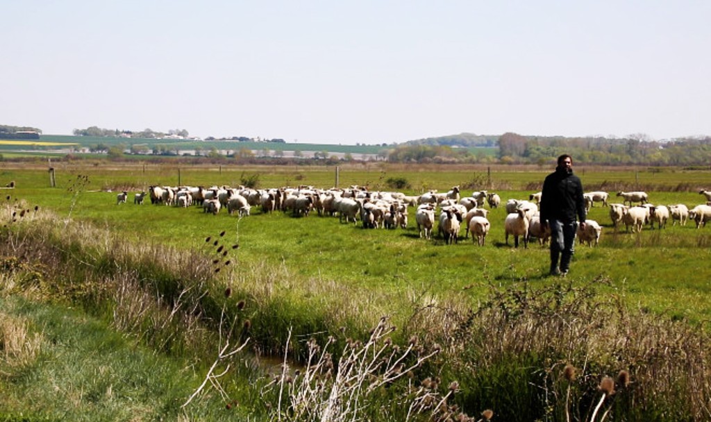 Olivier Mitsieno, le jeune éleveur ovin conduit son troupeau sur le marais restauré de Talmont-sur-Gironde
