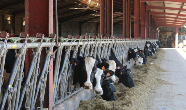  Les 110 vaches produisent 1,3 million de litres de lait par an sans OGM