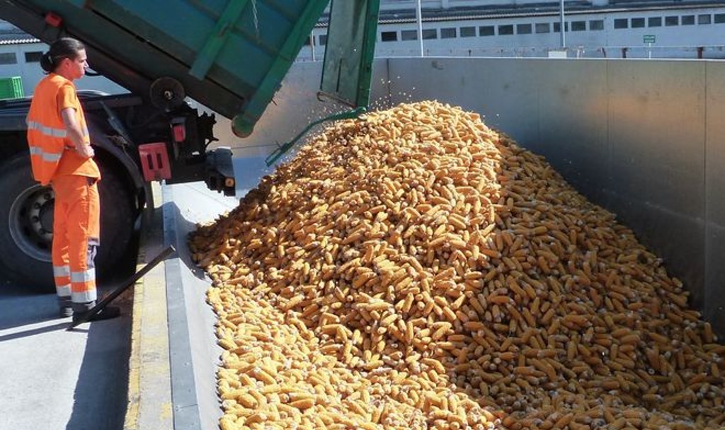 L'automne marque une période intense d'activité pour les site de séchage et stockage de maïs pour la coopérative Euralis. Et plus encore cette année.