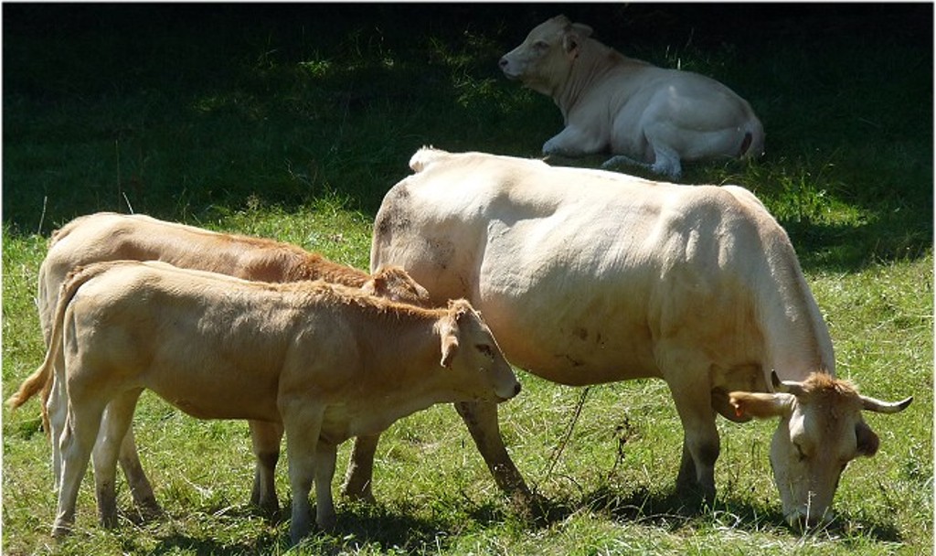 La Blonde d'Aquitaine, un élevage phare du département des Pyrénées-Atlantiques