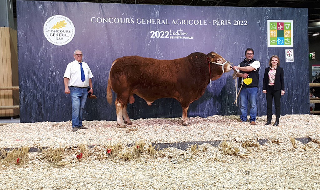 Le taureau limousin Maréchal du Gaec Pimpin a reçu le prix de Championnat mâle du Concours général de l'Agriculture de Paris 2022