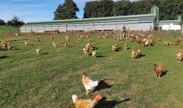 Avec l’installation de trois nouveaux ateliers Label Rouge, le GAEC laurentais va produire 96 000 poulets par an (Photo prise avant la mise sous protection sanitaire) 
