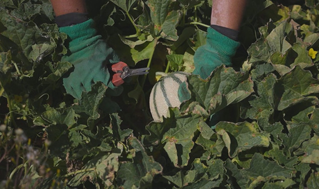 La récolte du melon du Haut-Poitou se déroule de fin juin à début octobre. Le melon du Haut-Poitou permet environ 2000 emplois directs