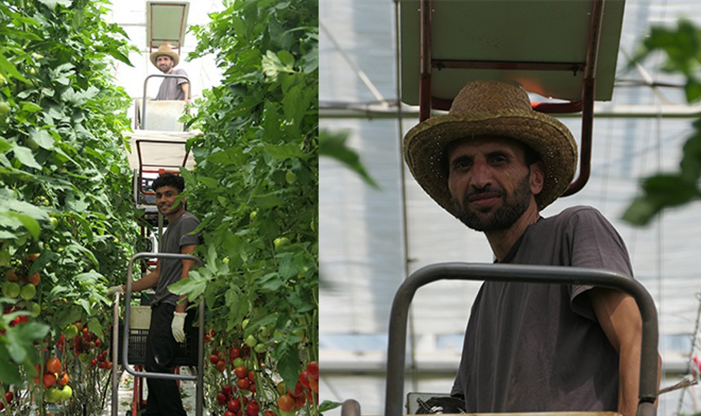 Travail dans les serres de tomate dans les Landes pour ces réfugiés afghans