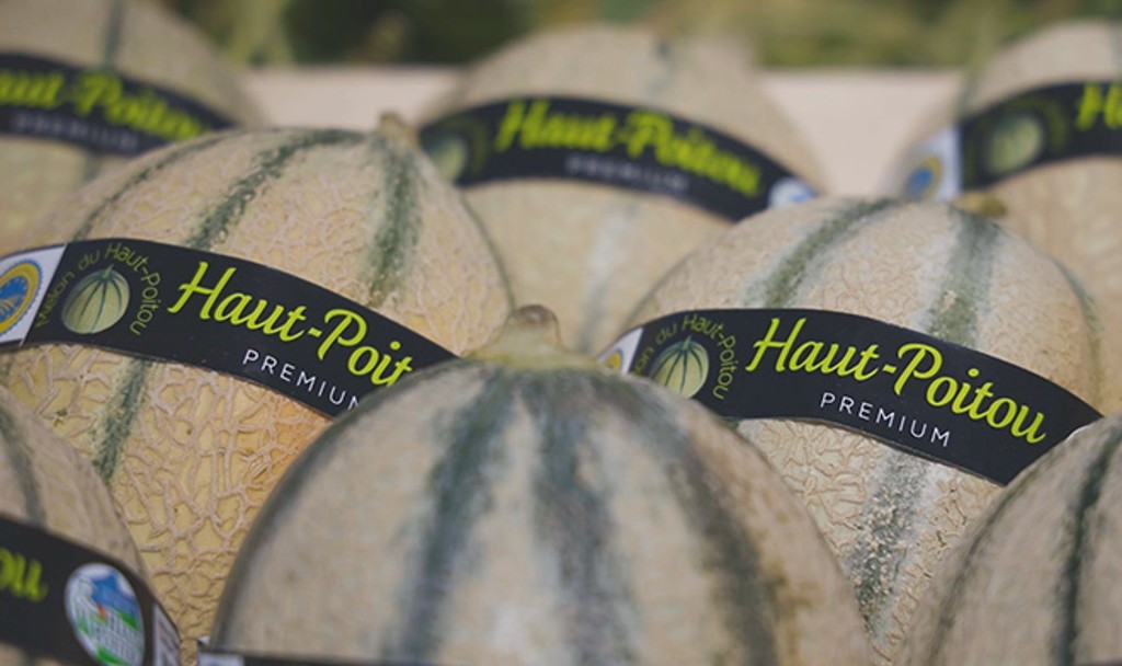 De fin juin à début octobre, c'est la pleine saison pour les melons du Haut-Poitou. Ils ont obtenu leur IGP en 1998