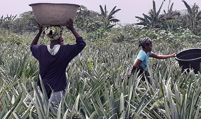 L'ananas du Bénin