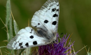 Papillon Apollon - Capture d'écran d'une vidéo publiée sur le site des Sentinelles du Climat.
