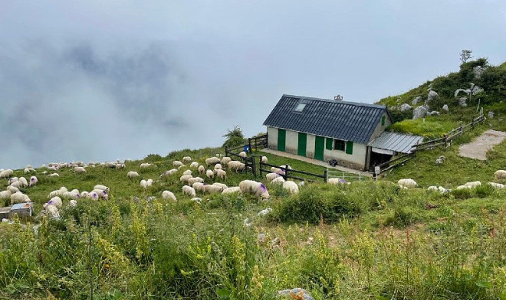Les brebis en estive auprès de la cabane de Marilyne Casavieille sur le Layens, un des premiers sommets montagneux de la Vallée d'Aspe