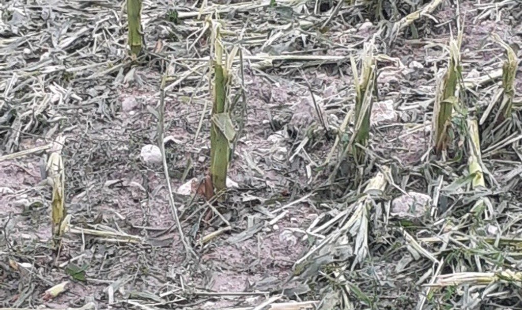 Un champ de maïs à Grand Brassac après l'épisode de grêle