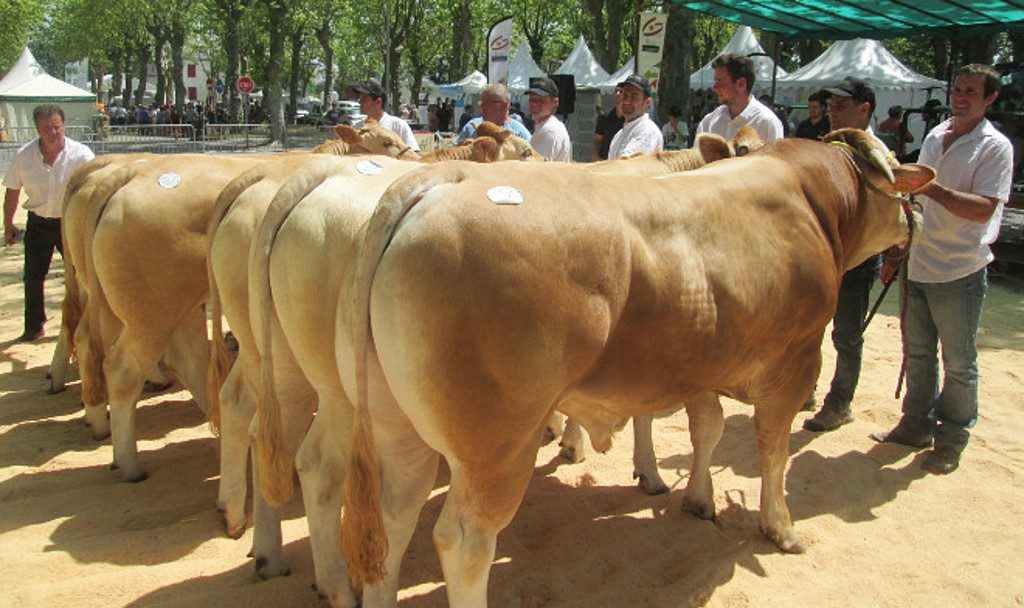 La journée de l'élevage se tient le 10 septembre à Morlaàs - photo d'archive