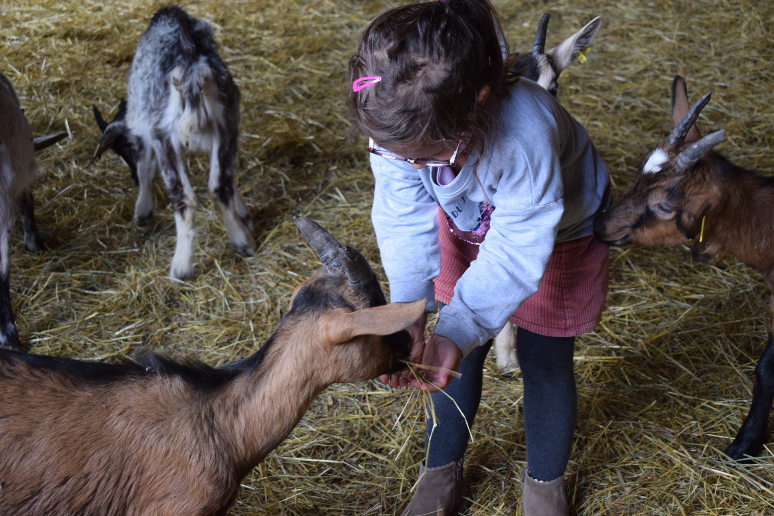 Au milieu de l'enclos où sont abrités les chevreaux, une petite fille, en visite à la ferme, est toute heureuse de caresser et de nourrir les chèvres qui l'entourent.