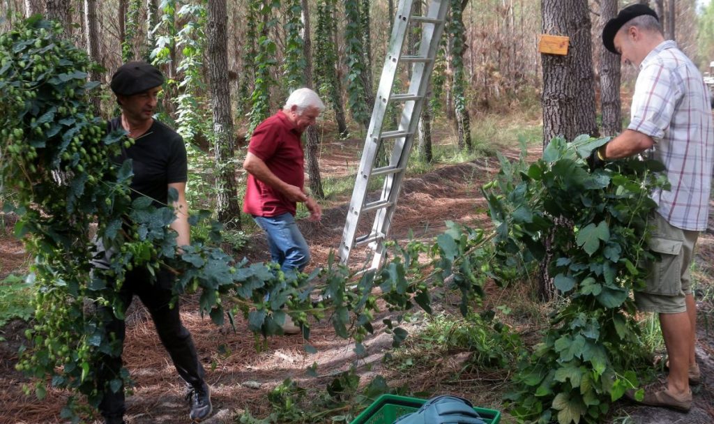 Thierry Escaret à gauche sur la photo, dans la pinède où il cultuve du houblon, avec deux autres personnes