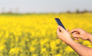 Une main tient un téléphone portable dans un champ