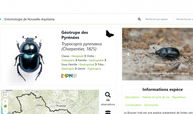 Aperçu du site internet entomo-na.org qui présente des fiches par espèce