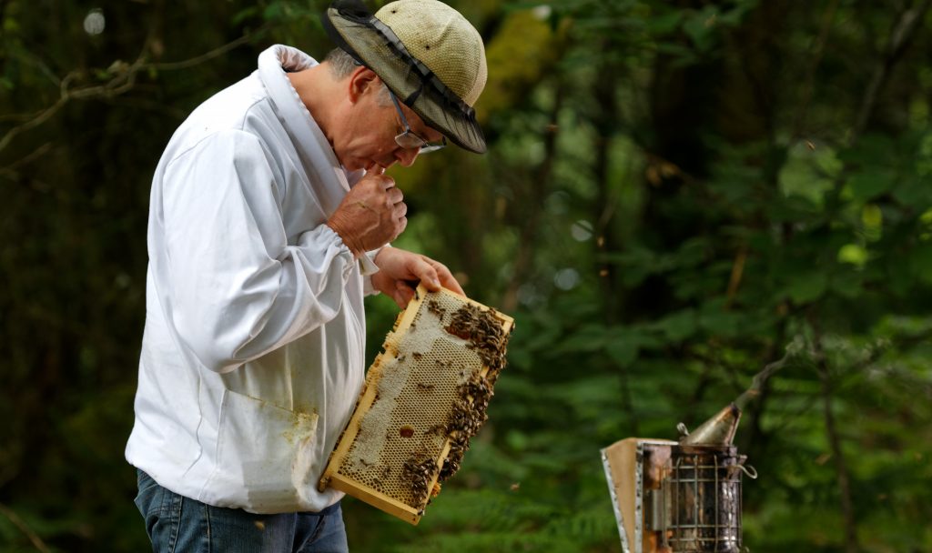 Thierry Fedon collecte le miel