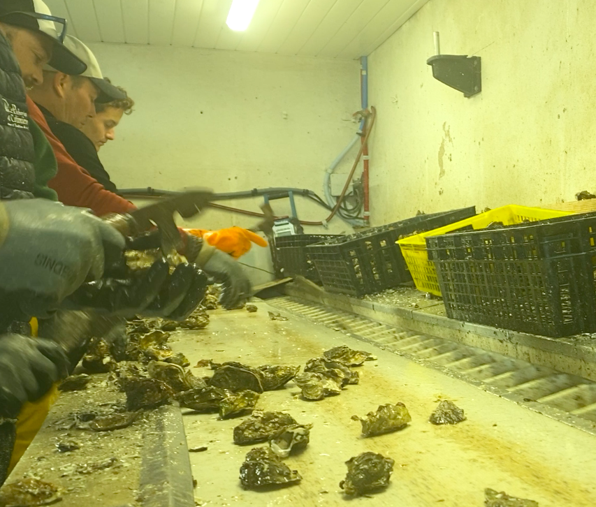 Personnel en train de trier les huîtres dans une cabanes ostréicole.