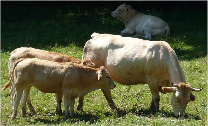 Une vache Blonde d'Aquitaine et de veaux de la même race broutent dans une praire