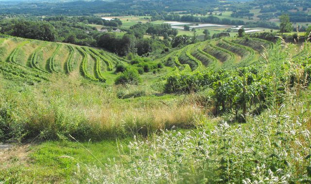 Des vignes dans le paysage corrézien au Saillant d'Allassac.