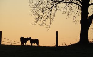 Deux vaches se touchent le museau au dessus d'une clôture abimée