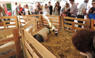 Le public regarde les animaux de la mini-ferme du marché de Pâques de Limoges