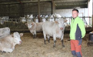 Julien Tournier entouré de ses vaches charolaises dans son étable