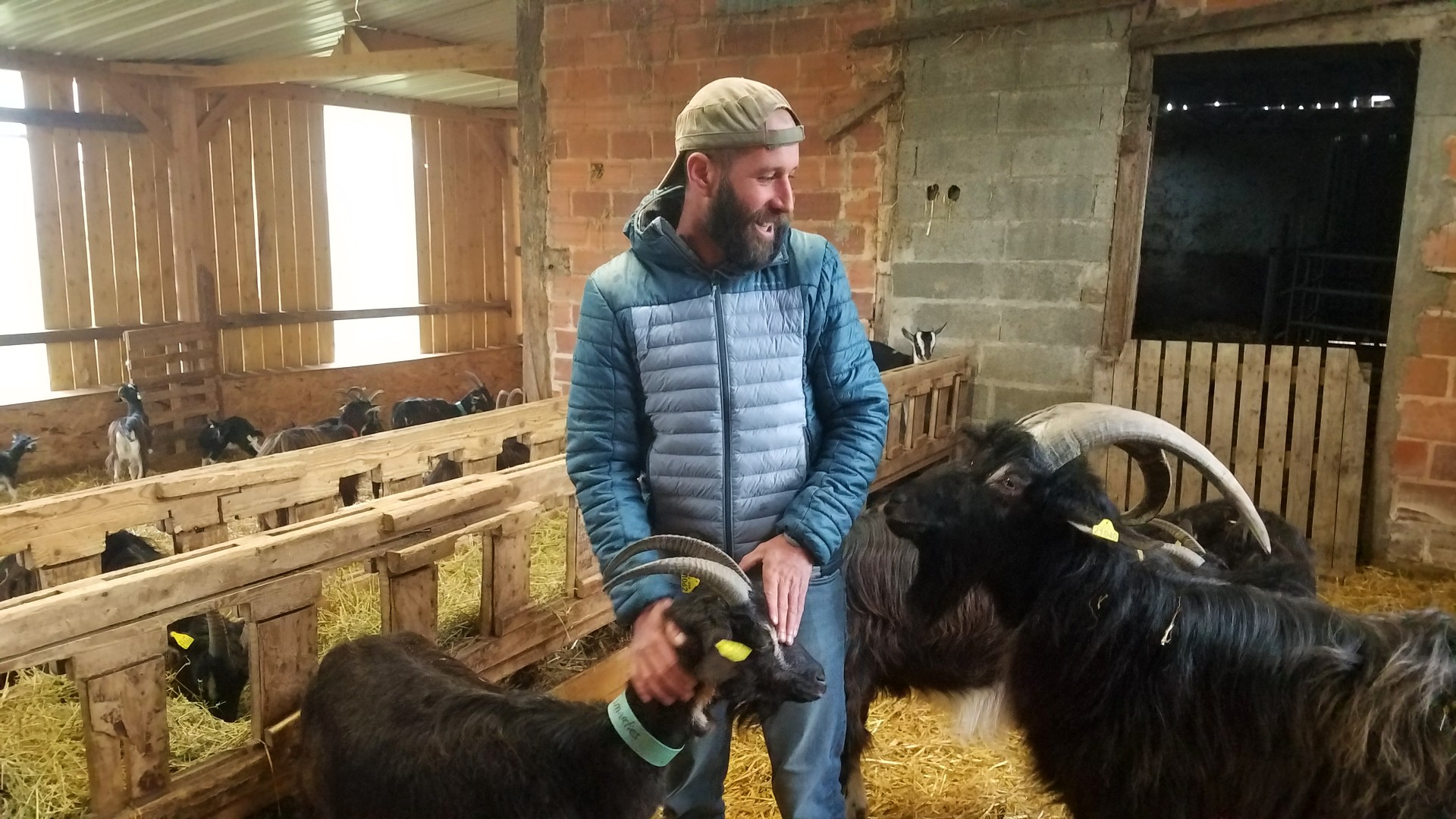 Accueillir un élevage de chèvre dans sa bergerie
