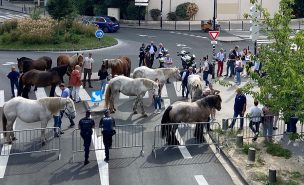 Des chevaux de trait devant la Préfecture de Bordeaux
