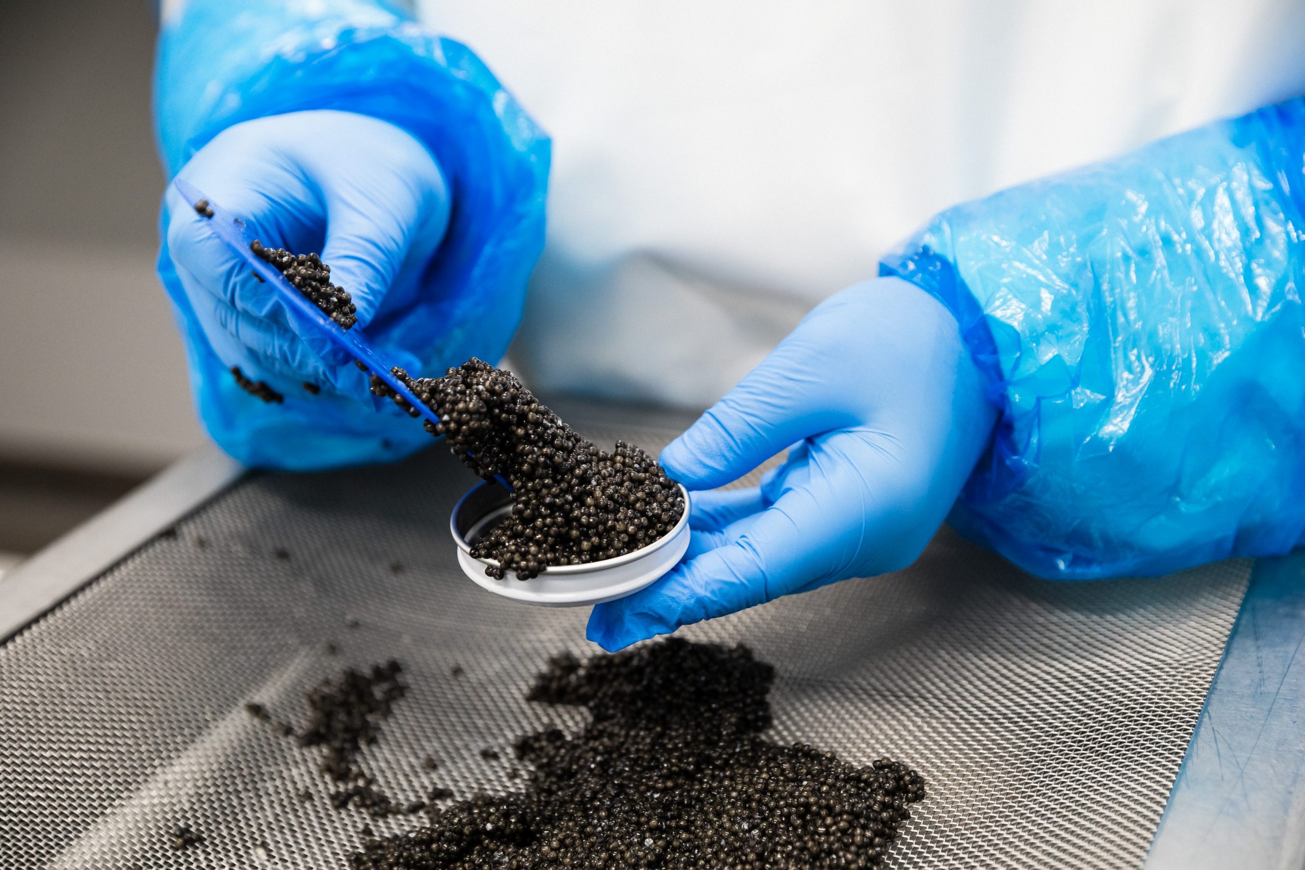 Le travail de préparation du caviar est un travail minutieux. Le produit doit être manipulé avec la plus grande prudence. Ce travail se fait sur place, au sein des laboratoires de Caviar de Neuvic.