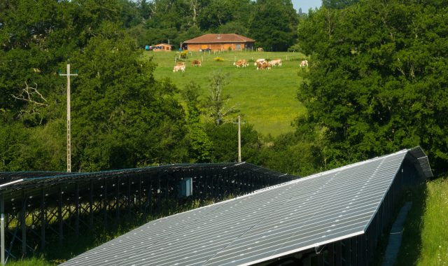 Une photo de panneau solaire avec des vaches en fond