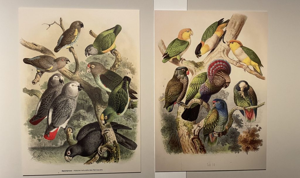 Reproduction de deux illustrations de l'ornithologue Anton Reichenow. Elle représente les différentes espèces de perroquets perchés sur les branches d'un arbre. Les couleurs des plumes sont chaudes et vives.