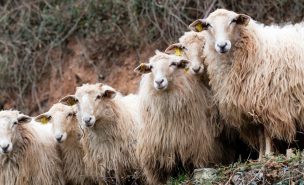 Six moutons dans les pyrénées