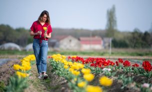 Une femme cueille des tulipes dans un champ de tulipes