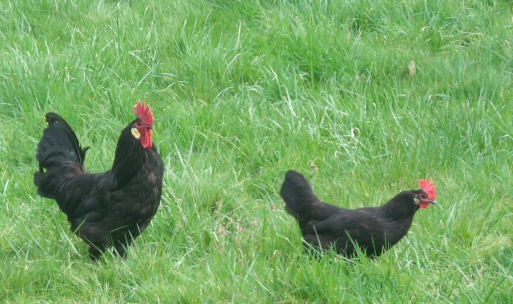 deux poules landaises et leur plumes noires