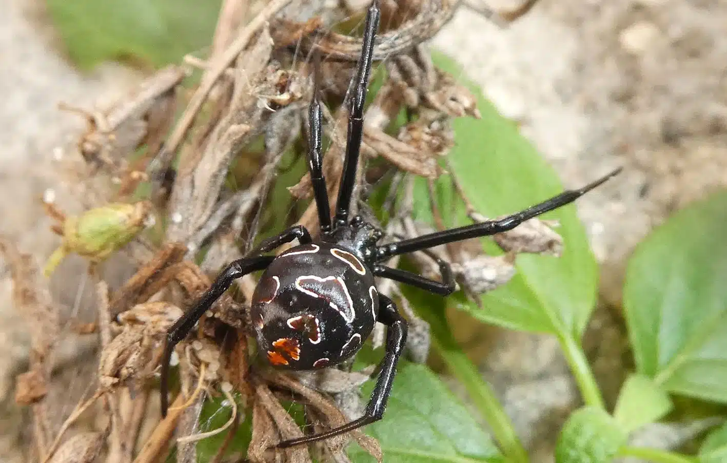 100 ans après sa dernière apparition, la veuve noire (latrodectus tredecimguttatus) a fait son retour en nouvelle aquitaine