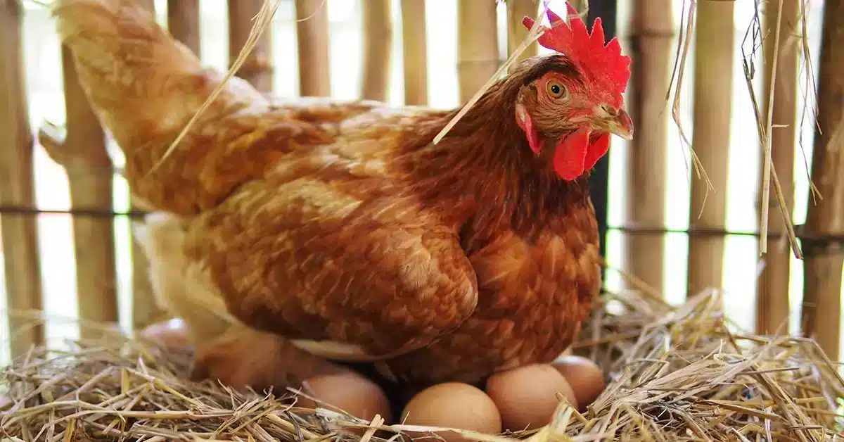 5 remèdes de grand mère pour faire pondre les poules