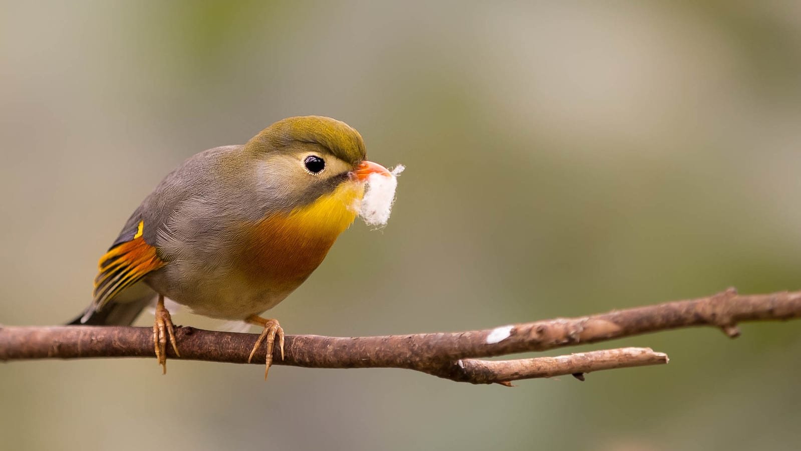 echappé de captivité, le léiothrix jaune a envahi la nouvelle aquitaine et s'attaque maintenant au reste de la france