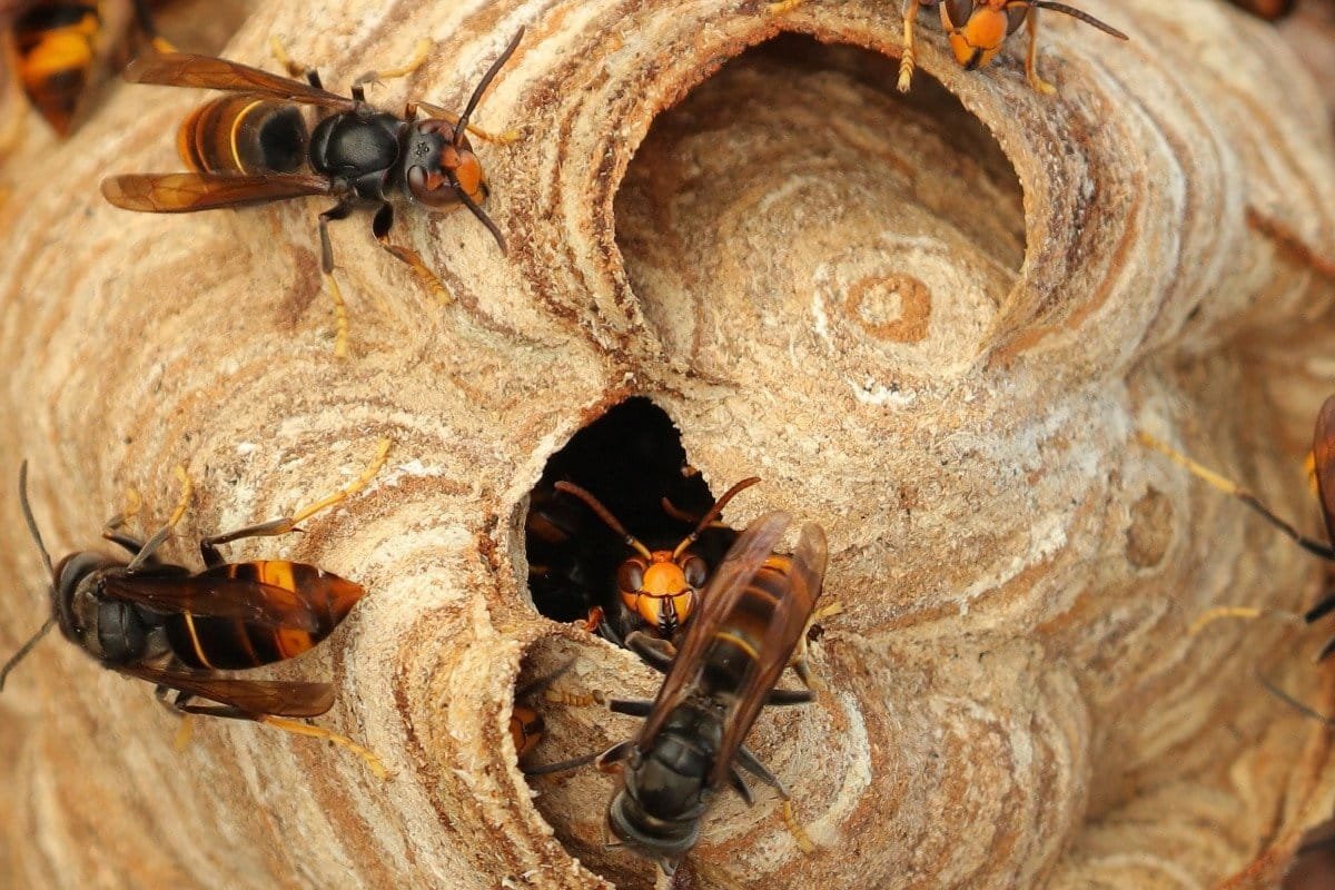 frelon asiatique, la découverte inattendue d’un nouveau prédateur surprend tous les spécialistes