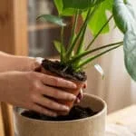 Close-up of hands repotting a vibrant Monstera plant from a small pot into a larger ceramic pot with fresh soil. Blurred background shows a cozy home and 'January 25' on a calendar.