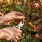 Gros plan : Mains coupant une tige de rosier avec un sécateur pour le bouturage automnal. Fond flou du jardin.