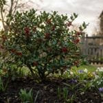 Houx aux baies rouges dans un jardin printanier. Soleil matinal, maison en pierre et portillon en bois en arrière-plan.