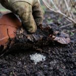 Main gantée soulevant un pot cassé, révélant des œufs de limaces blanchâtres dans la terre sombre d'un potager.