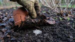 Main gantée soulevant un pot cassé, révélant des œufs de limaces blanchâtres dans la terre sombre d'un potager.