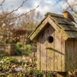 Un rouge-gorge perché sur un nichoir en bois dans un jardin printanier avec perce-neige et bourgeons.