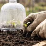 Gloved hands plant a green seedling with roots into rich soil. A clear, dewy cloche protects other plants in the blurred background.