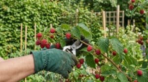 Main gantée taillant un framboisier remontant avec des sécateurs, des framboises rouges mûres sont visibles.