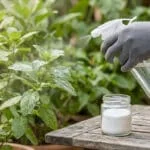 Une main gantée pulvérise une solution sur des plantes verdoyantes, à côté d'un pot de bicarbonate de soude sur une table en bois.