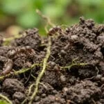 Gros plan sur plusieurs fourmis s'affairant sur de la terre de jardin. Elles déplacent des particules de sol et des débris végétaux, participant à l'aération.