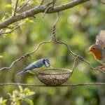 Une mésange bleue mange dans une mangeoire faite d'un cintre recyclé, tandis qu'un rouge-gorge s'envole à côté.